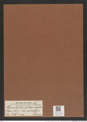 Hemiaulus polymorphus var. pusillus Grun. (de-Toni-Nr.: Genus 117, Species 3392) Zeichnungen Sammlung Grunow Mappe 03597 (Herbarium_W_Grunow_drawings_Folder_03597)